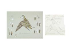 Valentine Stewart 'Pat' PATON (1925-2012) Southern Golden Plover