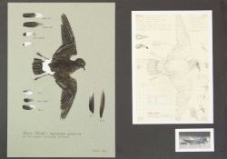 Valentine Stewart 'Pat' PATON (1925-2012) Storm Petrel
