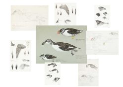 Valentine Stewart 'Pat' PATON (1925-2012) Puffin, Razorbill & Little Auk