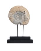 AN AMMONITE FOSSIL