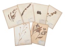 A SET OF SIX GLASS FRAMED PRESSED FLOWERS, FRENCH, LATE 19TH CENTURY