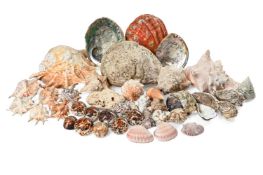 Y A QUANTITY OF SHELL SPECIMENS