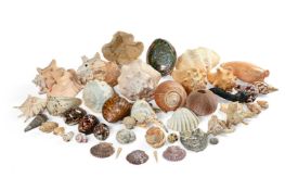 Y A QUANTITY OF SHELL SPECIMENS
