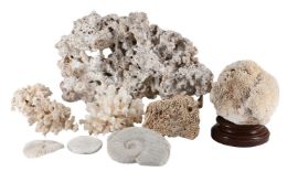 Y A QUANTITY OF CORAL SPECIMENS