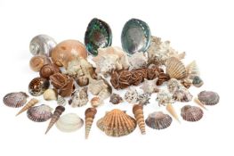 Y A QUANTITY OF SHELL SPECIMENS