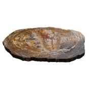 A POLISHED PETRIFIED WOOD TABLE TOP