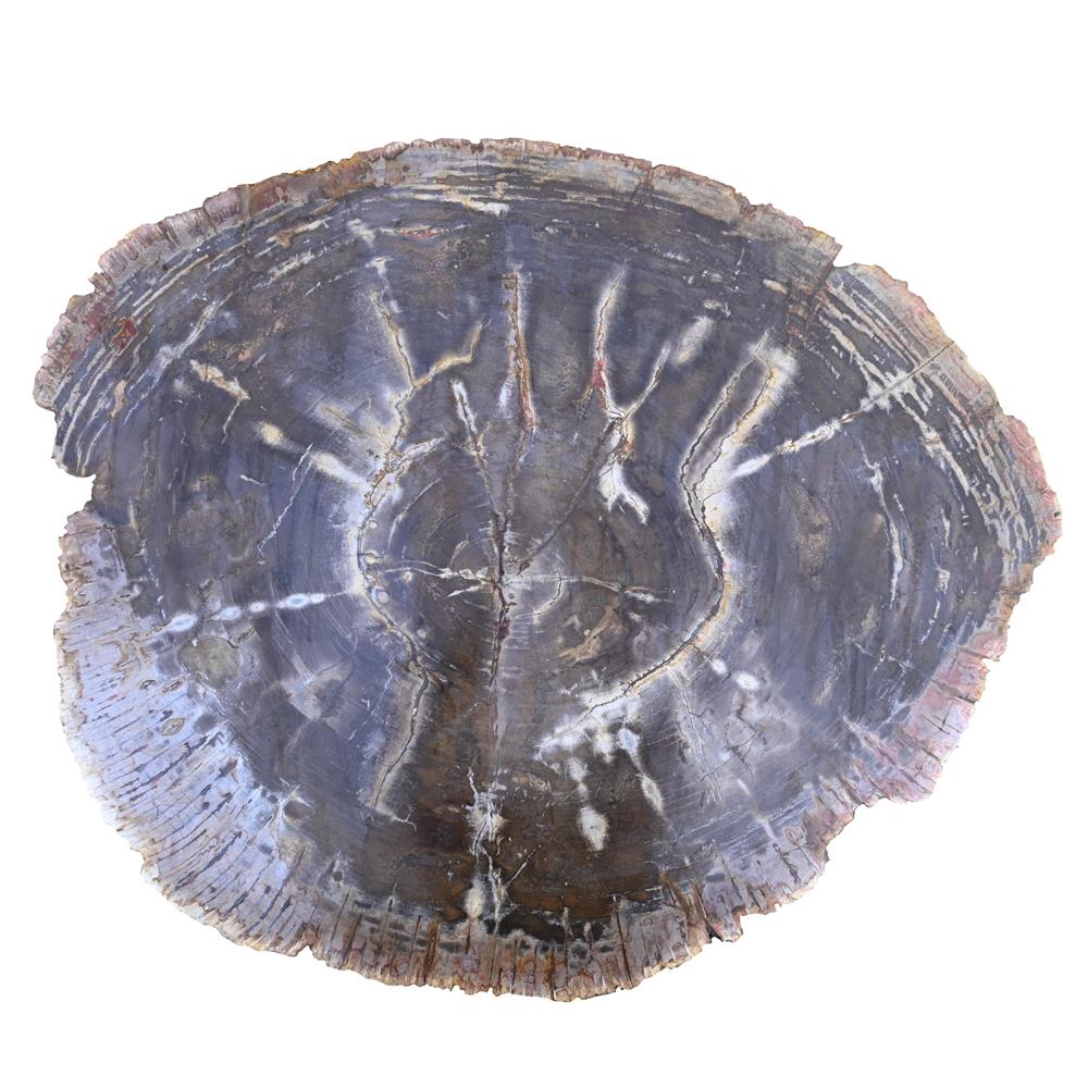 A POLISHED PETRIFIED WOOD TABLE TOP - Image 2 of 3