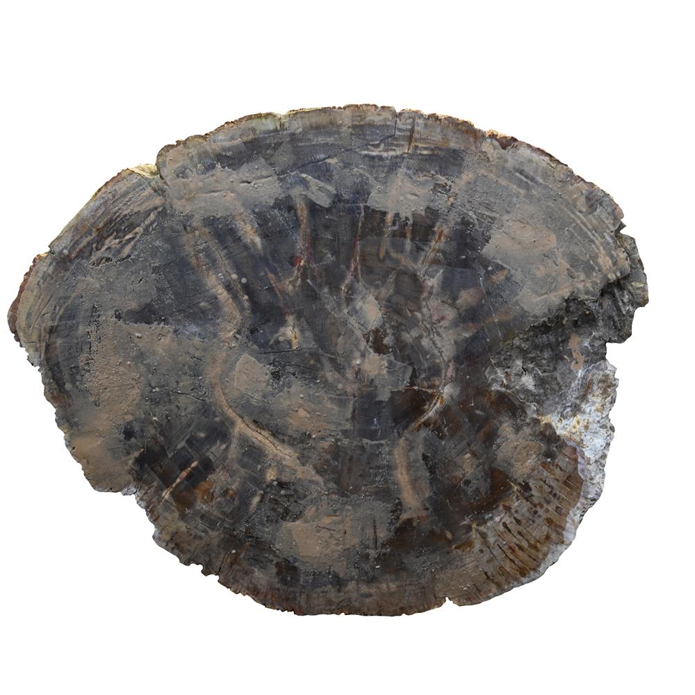 A POLISHED PETRIFIED WOOD TABLE TOP - Image 3 of 3