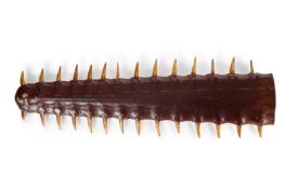Y A PRESERVED SAWFISH ROSTRUM