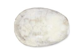 Y A 'BLONDE' SHELL FROM A GIANT SOUTH AMERICAN RIVER TURTLE PODOCNEMIS EXPANSA