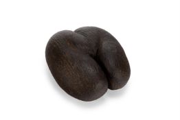 Y NATURAL HISTORY- A COCO DE MER