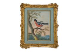 CHRISTOPH LUDWIG AGRICOLA (GERMAN 1665 - 1719), AN EXOTIC BIRD ON A BRANCH