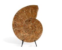 A POLISHED LYTOCERAS AMMONITE, MADAGASCAN, JURASSIC