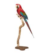 Y A TAXIDERMY RED AND GREEN MACAW (ARA CHLOROPTERUS)