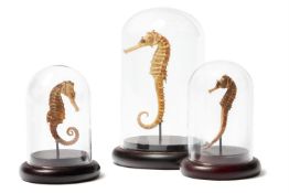 THREE SEAHORSES (HIPPOCAMPUS)