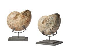 TWO AMONITITE (CEPHALOPODA) FOSSILS