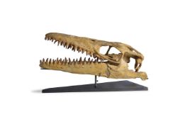 ‡ HALISAURUS ARAMBOURGI (LATE CRETACEOUS)