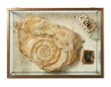 AN AMMONITE, A FOSSILISED TREE FERN AND A MAMMOTH'S TOOTH