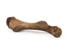 A MAMMOTH LEG BONE