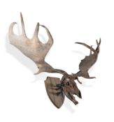 ‡ GIANT DEER SKULL (MEGALOCEROS GIGANTEUS), MIDDLE PLEISTOCENED, NEIPER RIVER