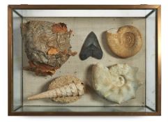 TWO AMMONITES (CEPHALOPODS), A CAMPANILE GASTROPOD GIGATEUM FOSSIL, A MIOCEN