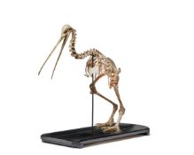 Y A RARE SOUTH ISLAND BROWN KIWI (APTERYX AUSTRALIS) SKELETON