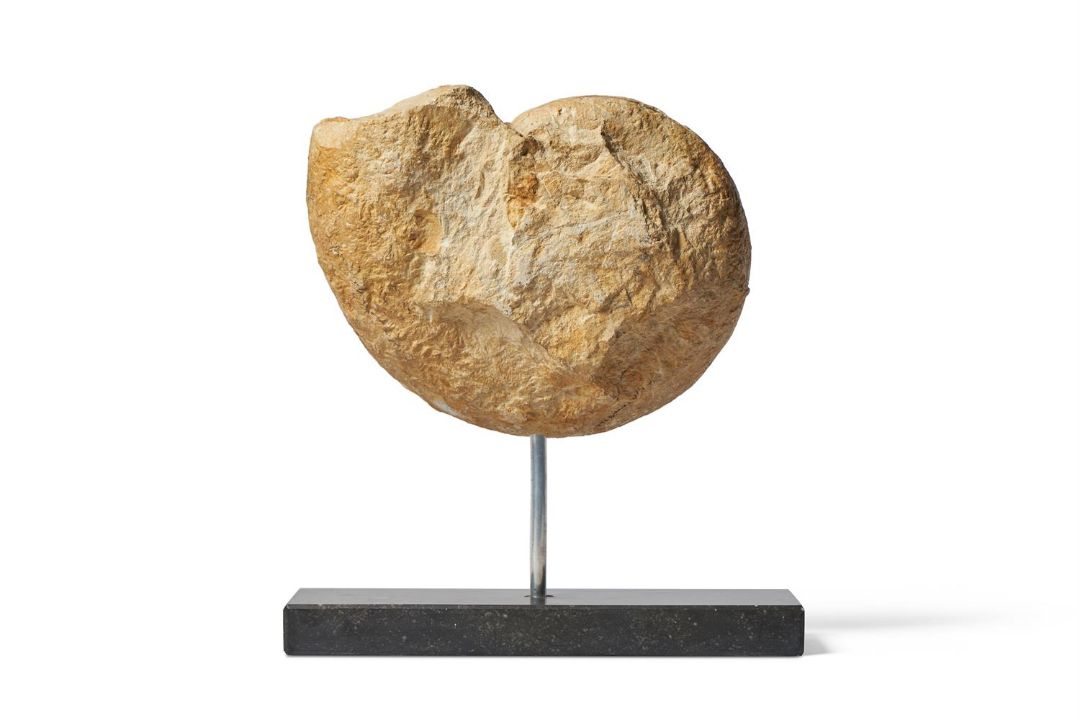 AN AMMONITE (CEPHALOPODA) ON A MODERN METAL STAND - Image 2 of 2