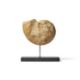 AN AMMONITE (CEPHALOPODA) ON A MODERN METAL STAND - Image 2 of 2