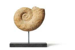 AN AMMONITE (CEPHALOPODA) ON A MODERN METAL STAND