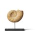 AN AMMONITE (CEPHALOPODA) ON A MODERN METAL STAND - Image 1 of 2