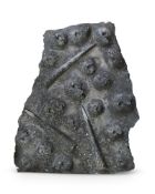 AN AMMONITE AND SEA SNAIL FOSSIL PANEL