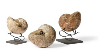 THREE AMMONITE (CEPHALOPODA) FOSSILS