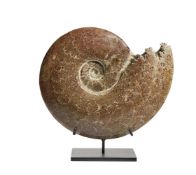 A POLISHED AMMONITE (CEPHALOPOD)