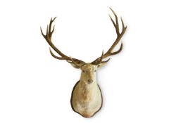 Y A TAXIDERMY IMPERIAL (FOURTEEN POINT) WHITE HART