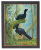λ NIGEL HUGHES (BRITISH 1940-2021), ALAGOAS CURASSOW (MITU MITU)