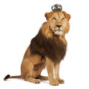 Y A TAXIDERMY MODEL OF A MALE LION (PANTHERA LEO)