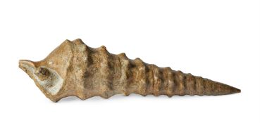 A FOSSILISED CAMPANILE GIGANTUM SHELL