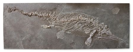‡ ICHTHYOSAUR (STENOPTERGIUS SP) TOARCIAN
