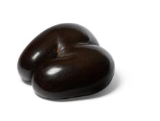 Y A COCO DE MER SEED (LODOICEA MALDIVICA)