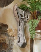A PLASTER MODEL OF A GHARIAL SKULL, LATE 20TH CENTURY