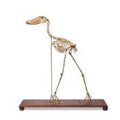 Y A SHOEBILL (BALAENICEPS REX) SKELETON