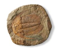 A FOSSILISED TRILOBITE