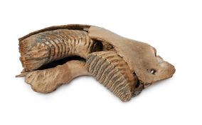A MAMMOTH JAW WITH TEETH