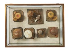 SEVEN PAINTED NATURAL SCIENCE TEACHING MODELS, LATE 19TH CENTURY