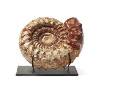 A POLISHED AMMONITE (CEPHALOPOD)