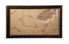 ‡ PHAREODUS TESTIS (KNIGHTIA EOCAENA)