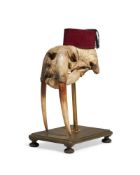 Y A WALRUS (ODOBENUS ROSMARUS) SKULL