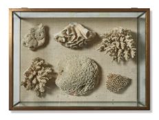 Y SIX VARIOUS CORAL SPECIMENS