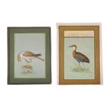 INDO-PERSIAN SCHOOL (LATE 19TH/EARLY 20TH CENTURY), TWO MINIATURES OF BIRDS