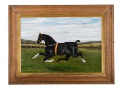 A. HEMSLEY (BRITISH LATE 19TH CENTURY), A BLACK HORSE, POSSIBLY THE HACKNEY STALLION, LANGTON DUKE